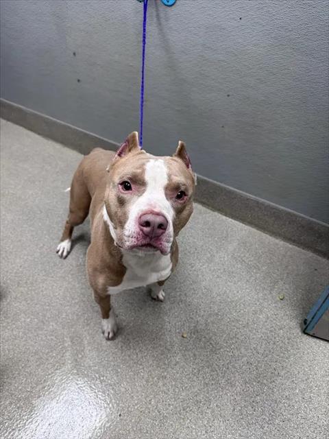 Shelter Stray Male Dog last seen Near BLOCK MOUNTAIN VISTA ST, LAS VEGAS NV 89121, 655 N Mojave Rd, Las Vegas, NV 89101, USA