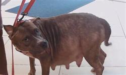 Shelter Stray Female Dog last seen STATE ROAD 54 AND LIVINGSTON ROAD, 19640 Dogpatch Ln, Land O' Lakes, FL 34638, USA