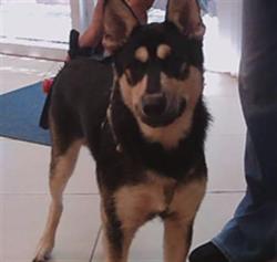 Shelter Stray Male Dog last seen KYLE DRIVE AND FORT KING ROAD, 19640 Dogpatch Ln, Land O' Lakes, FL 34638, USA