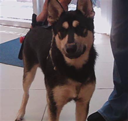 Shelter Stray Male Dog last seen KYLE DRIVE AND FORT KING ROAD, 19640 Dogpatch Ln, Land O' Lakes, FL 34638, USA