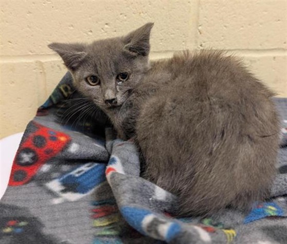 Shelter Stray Female Cat last seen JEFFERSON AVE & NORTHGATE BLVD, 2127 Front St, Sacramento, CA 95818, USA
