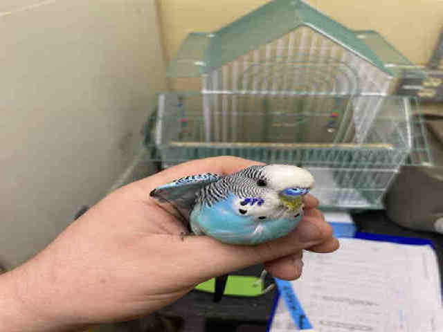 Shelter Stray Male Bird last seen Near BLOCK S GRIFFIN AVE, 3839 W Burnham St, West Milwaukee, WI 53215, USA
