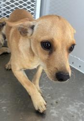 Shelter Stray Male Dog last seen Near BLOCK VIRGINIA AVE, BAKERSFIELD CA 93307, 3951 Fruitvale Ave, Bakersfield, CA 93308, USA