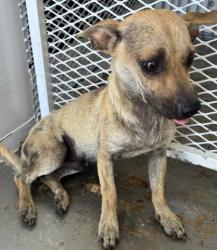 Shelter Stray Male Dog last seen Near BLOCK VIRGINIA AVE, BAKERSFIELD CA 93307, 3951 Fruitvale Ave, Bakersfield, CA 93308, USA