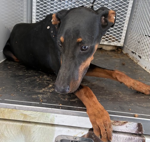 Shelter Stray Male Dog last seen Near BLOCK TULIP ST, BAKERSFIELD CA 93306, 3951 Fruitvale Ave, Bakersfield, CA 93308, USA