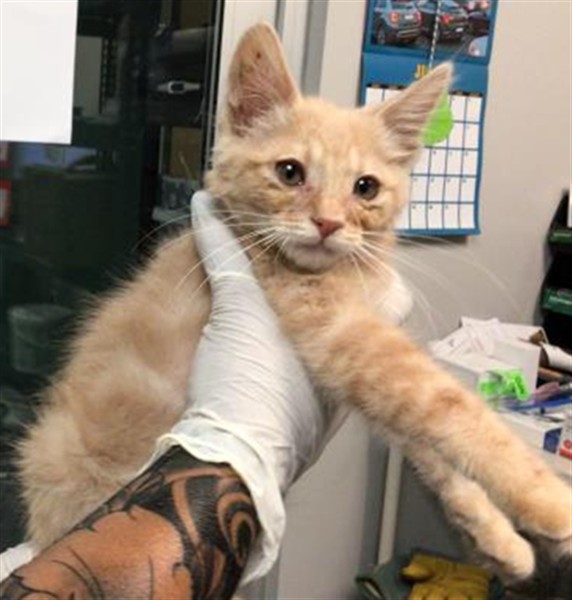 Shelter Stray Male Cat last seen Near BLOCK E SHAVER ST, SAN JACINTO, 581 S Grand Ave, San Jacinto, CA 92582, USA
