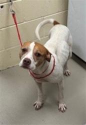 Shelter Stray Male Dog last seen , 232 Eslinger Way, Sanford, FL 32773, USA