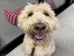 Shelter Stray Male Dog last seen , 14409 Vanowen St, Van Nuys, CA 91405, USA
