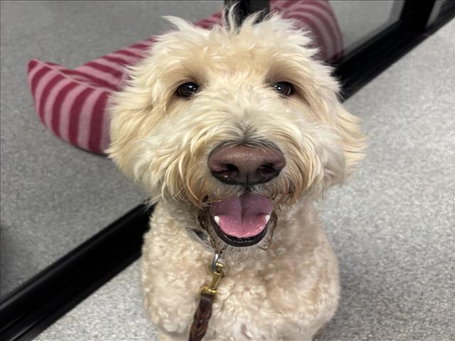 Shelter Stray Male Dog last seen , 14409 Vanowen St, Van Nuys, CA 91405, USA