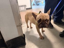 Shelter Stray Male Dog last seen , 14409 Vanowen St, Van Nuys, CA 91405, USA