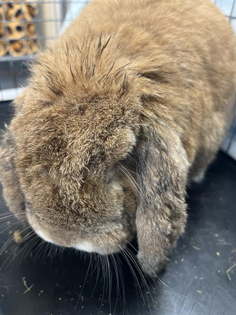 Shelter Stray Female Other last seen KIMBALL PARK, 130 Beyer Way, Chula Vista, CA 91911, USA