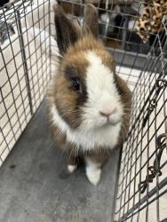 Shelter Stray Male Other last seen KIMBALL PARK, 130 Beyer Way, Chula Vista, CA 91911, USA
