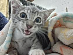 Shelter Stray Male Cat last seen FLOWER ST AND CEDAR AVE, 130 Beyer Way, Chula Vista, CA 91911, USA