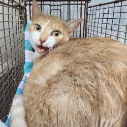 Shelter Stray Female Cat last seen Near BLOCK SAMUEL DR *TNR EXACT*, 4710 TX-151, San Antonio, TX 78227, USA