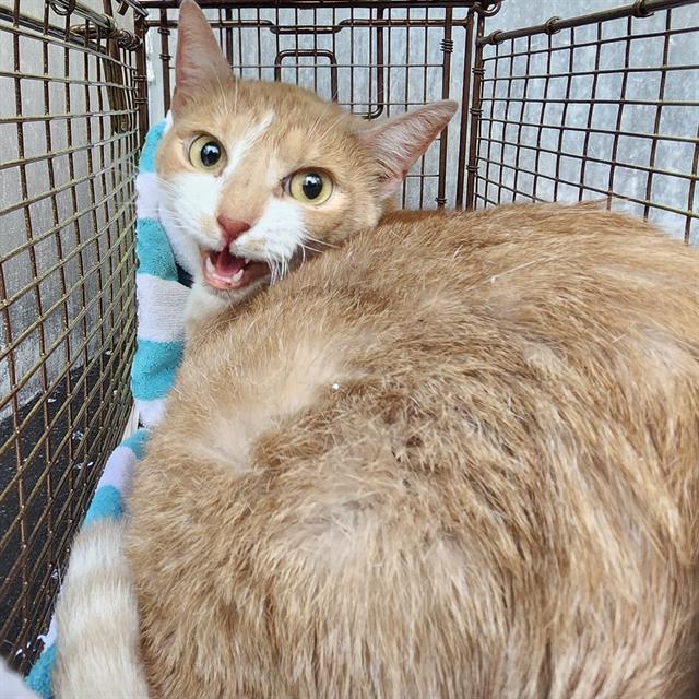 Shelter Stray Female Cat last seen Near BLOCK SAMUEL DR *TNR EXACT*, 4710 TX-151, San Antonio, TX 78227, USA