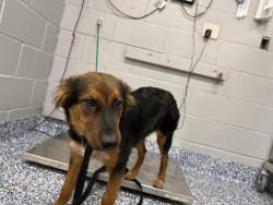 Shelter Stray Male Dog last seen Near BLOCK TAMYRAM RD. DESERT HOT SPRINGS CA 92241, 72050 Pet Land Pl, Thousand Palms, CA 92276, USA