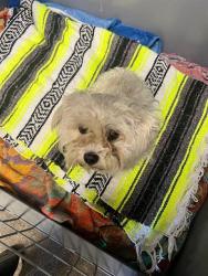 Shelter Stray Male Dog last seen , 11258 Garfield Ave, Downey, CA 90242, USA