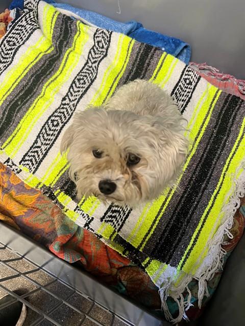 Shelter Stray Male Dog last seen , 11258 Garfield Ave, Downey, CA 90242, USA