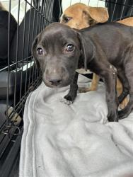 Shelter Stray Unknown Dog last seen BLOCK OF 9300 CAMPBELL WAY, 4710 TX-151, San Antonio, TX 78227, USA