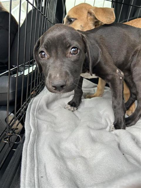 Shelter Stray Unknown Dog last seen BLOCK OF 9300 CAMPBELL WAY, 4710 TX-151, San Antonio, TX 78227, USA