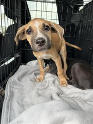 Shelter Stray Male Dog last seen BLOCK OF 9300 CAMPBELL WAY, 4710 TX-151, San Antonio, TX 78227, USA