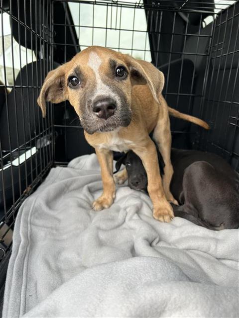 Shelter Stray Male Dog last seen BLOCK OF 9300 CAMPBELL WAY, 4710 TX-151, San Antonio, TX 78227, USA