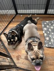 Lost Male Dog last seen Ribble park, Lubbock, TX 79412