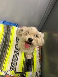 Shelter Stray Female Dog last seen , 11258 Garfield Ave, Downey, CA 90242, USA