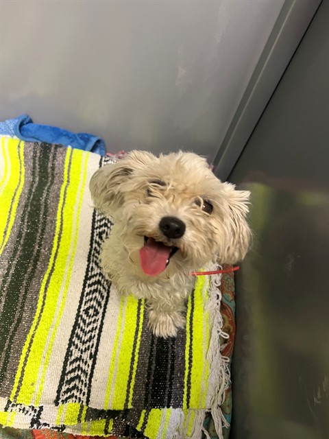 Shelter Stray Female Dog last seen , 11258 Garfield Ave, Downey, CA 90242, USA