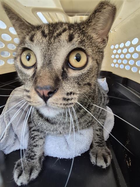 Shelter Stray Male Cat last seen Near BLOCK WOODCRAFT, 4710 TX-151, San Antonio, TX 78227, USA