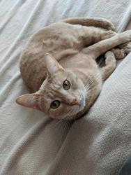Lost Male Cat last seen Near N Darwood Ave 91773, San Dimas, CA 91773