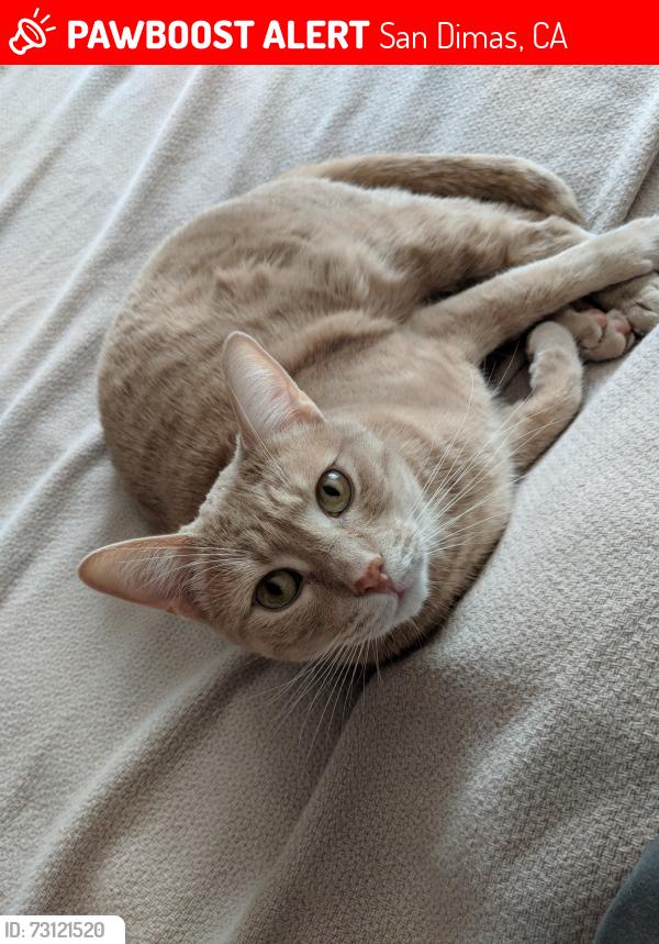 Lost Male Cat last seen Near N Darwood Ave 91773, San Dimas, CA 91773