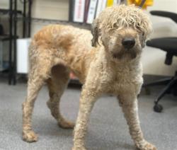 Shelter Stray Female Dog last seen , 3201 Lacy St, Los Angeles, CA 90031, USA