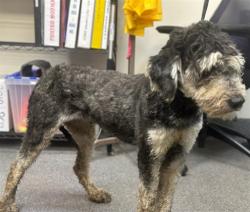 Shelter Stray Female Dog last seen , 3201 Lacy St, Los Angeles, CA 90031, USA