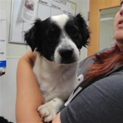 Shelter Stray Male Dog last seen Near BLOCK CLARK, 3001 2nd St SW, Albuquerque, NM 87105, USA
