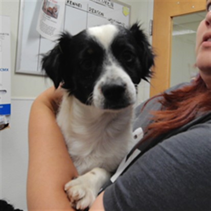 Shelter Stray Male Dog last seen Near BLOCK CLARK, 3001 2nd St SW, Albuquerque, NM 87105, USA