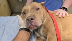Shelter Stray Female Dog last seen Near BLOCK GRAY TER, PERRIS, CA, 6851 Van Buren Boulevard, Jurupa Valley, CA 92509, USA