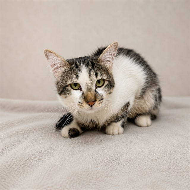 Shelter Stray Male Cat last seen , 38550 Sierra Hwy, Palmdale, CA 93550, USA