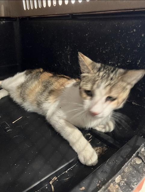 Shelter Stray Female Cat last seen Near BLK N STANTON PL, LB 90804, 7700 E Spring St, Long Beach, CA 90815, USA