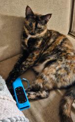 Reunited Female Cat last seen Palermo drive, 92106, San Diego, CA 92106