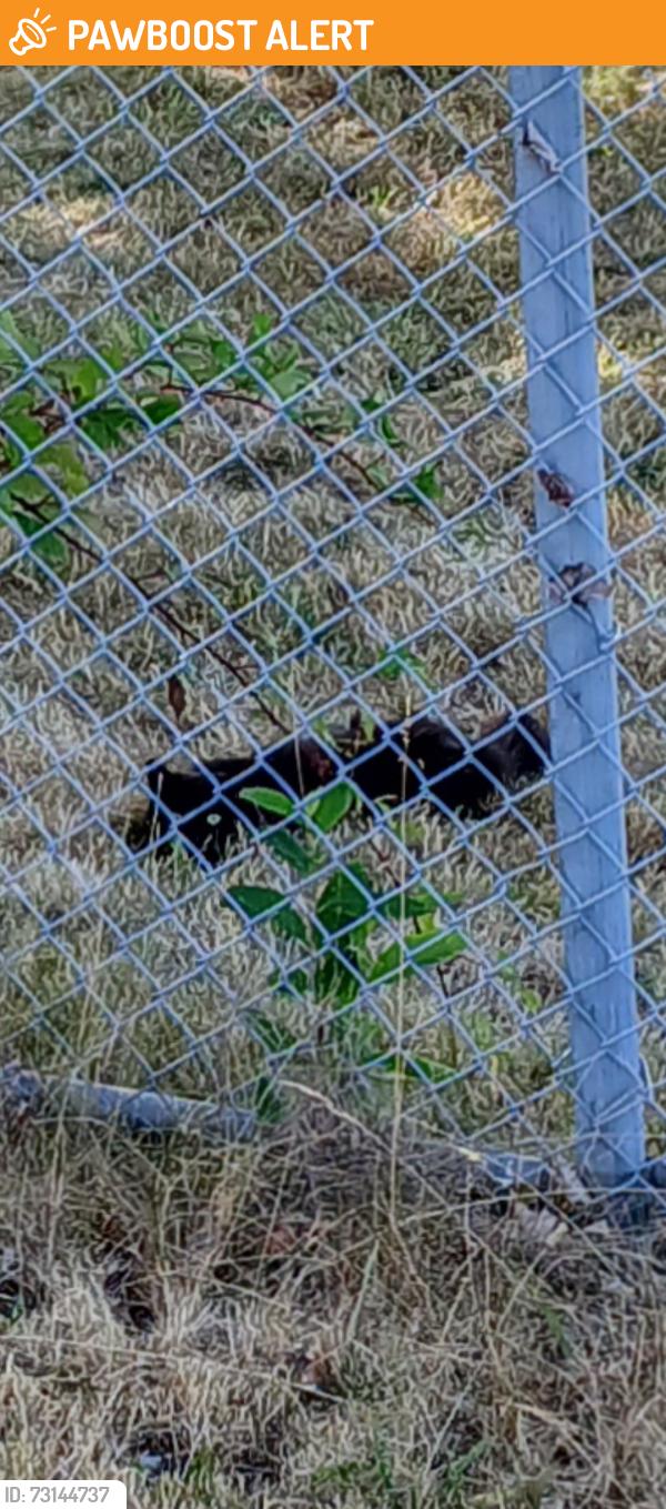 Found/Stray Unknown Cat last seen W. Saanich and Willingdon. In fenced area (IOS), North Saanich, BC V8L 5V6