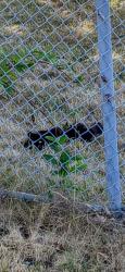 Found/Stray Unknown Cat last seen W. Saanich and Willingdon. In fenced area (IOS), North Saanich, BC V8L 5V6