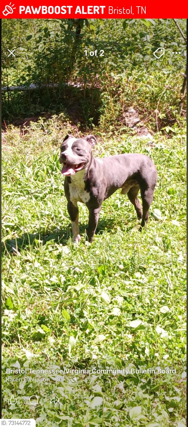 Lost Male Dog last seen Jones holler Bristol Tennessee, Bristol, TN 37620