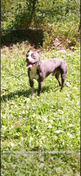 Lost Male Dog last seen Jones holler Bristol Tennessee, Bristol, TN 37620