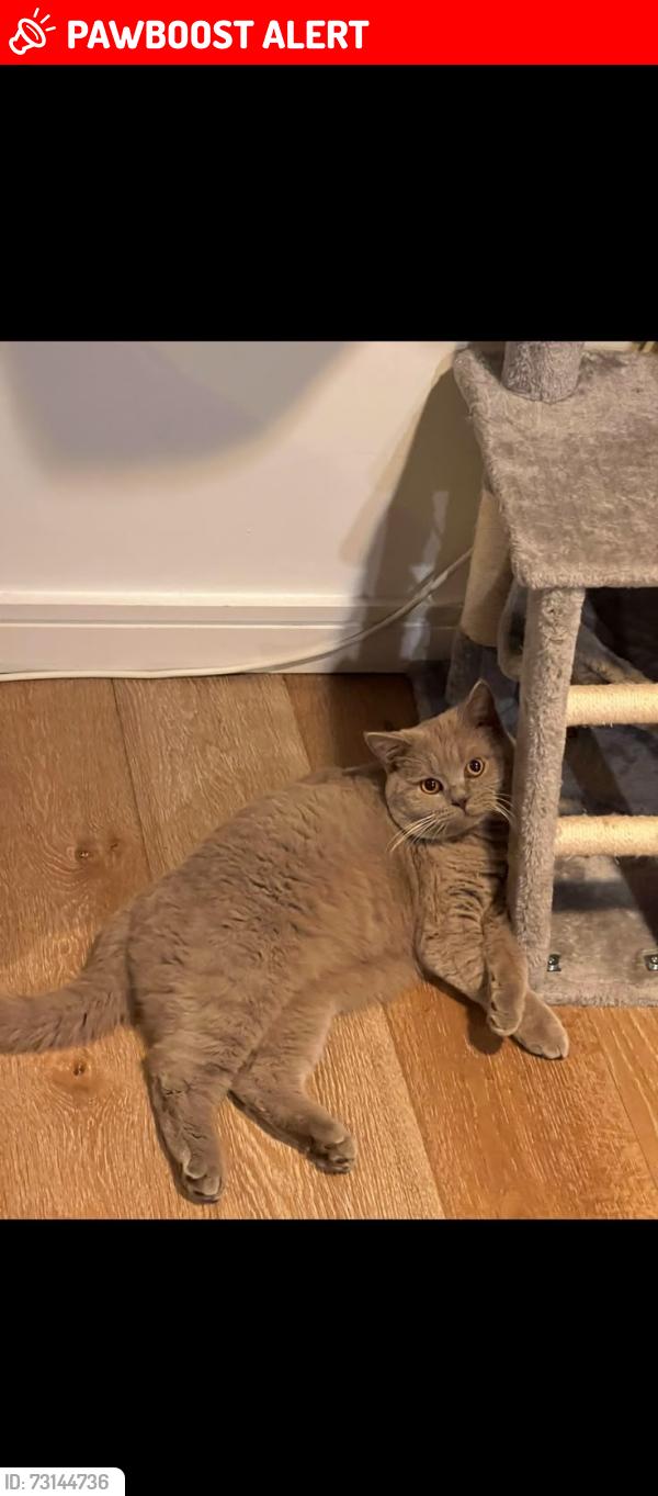 Lost Male Cat last seen Newbridge hill, Bath, Bath and North East Somerset, England 