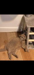 Lost Male Cat last seen Newbridge hill, Bath, Bath and North East Somerset, England 