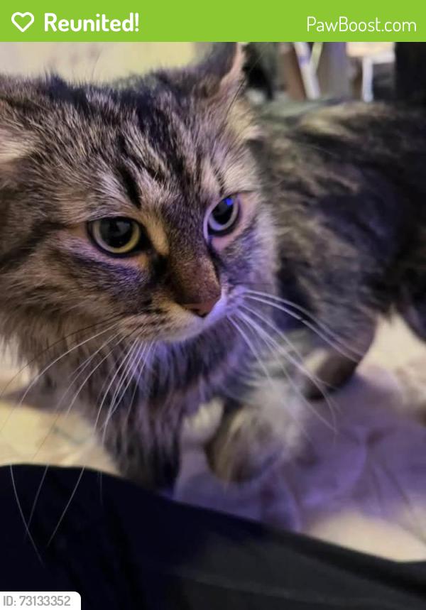 Reunited Female Cat last seen 15B Glibert Ave, Winnipeg, MB R2X 0T4
