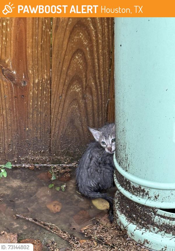 Found/Stray Unknown Cat last seen Sherwood trails area, Houston, TX 77339