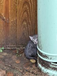 Found/Stray Unknown Cat last seen Sherwood trails area, Houston, TX 77339