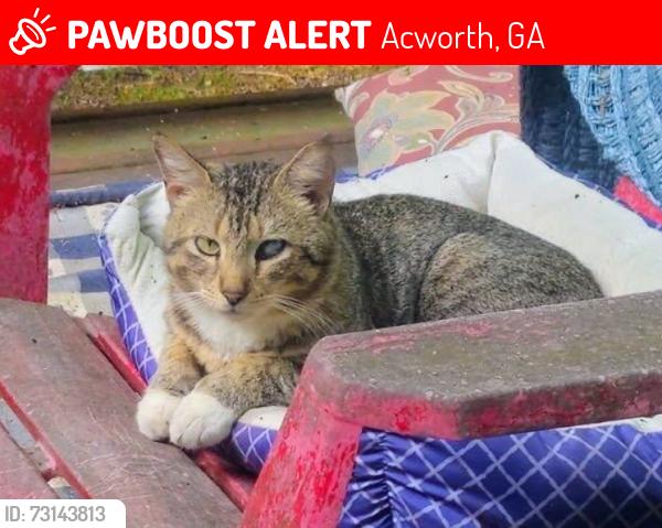 Lost Male Cat last seen Spring Meadow Court, Acworth, GA 30101